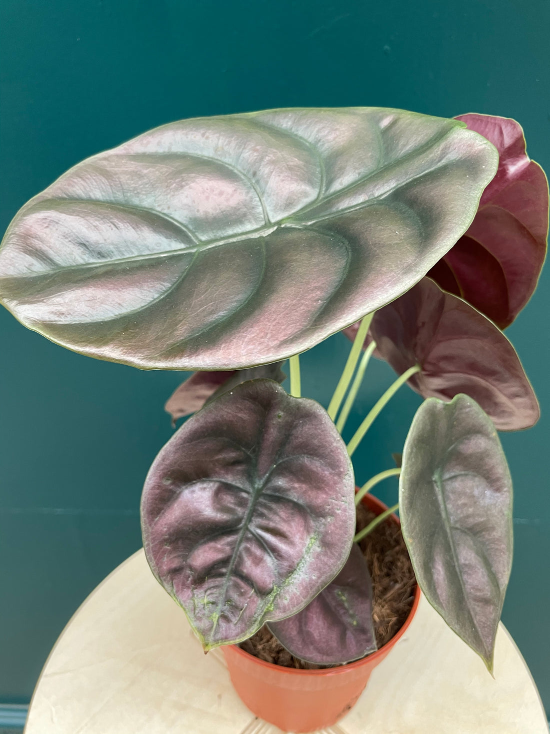 Alocasia cuprea Red Secret