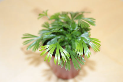 Actiniopteris Australis