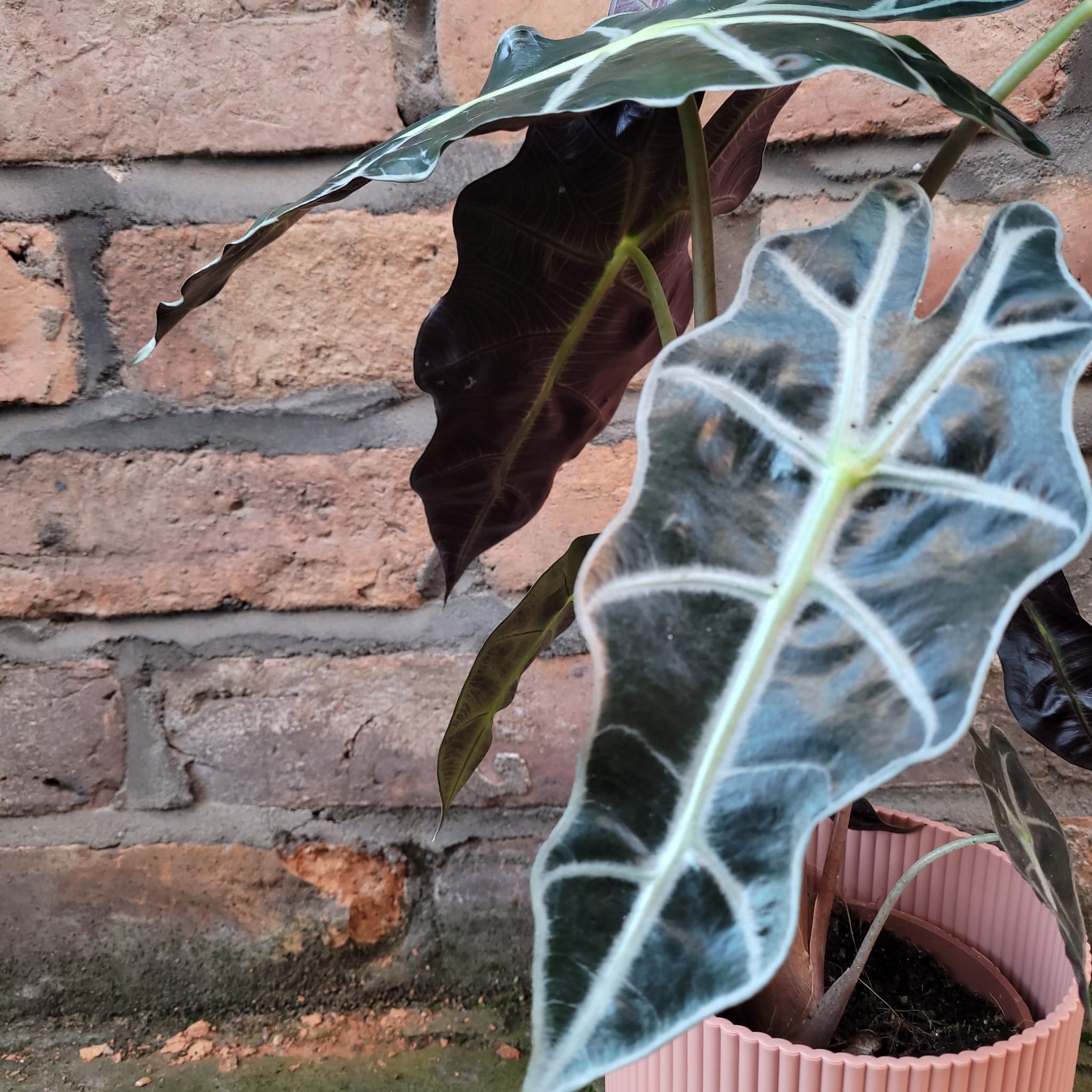 Alocasia Polly
