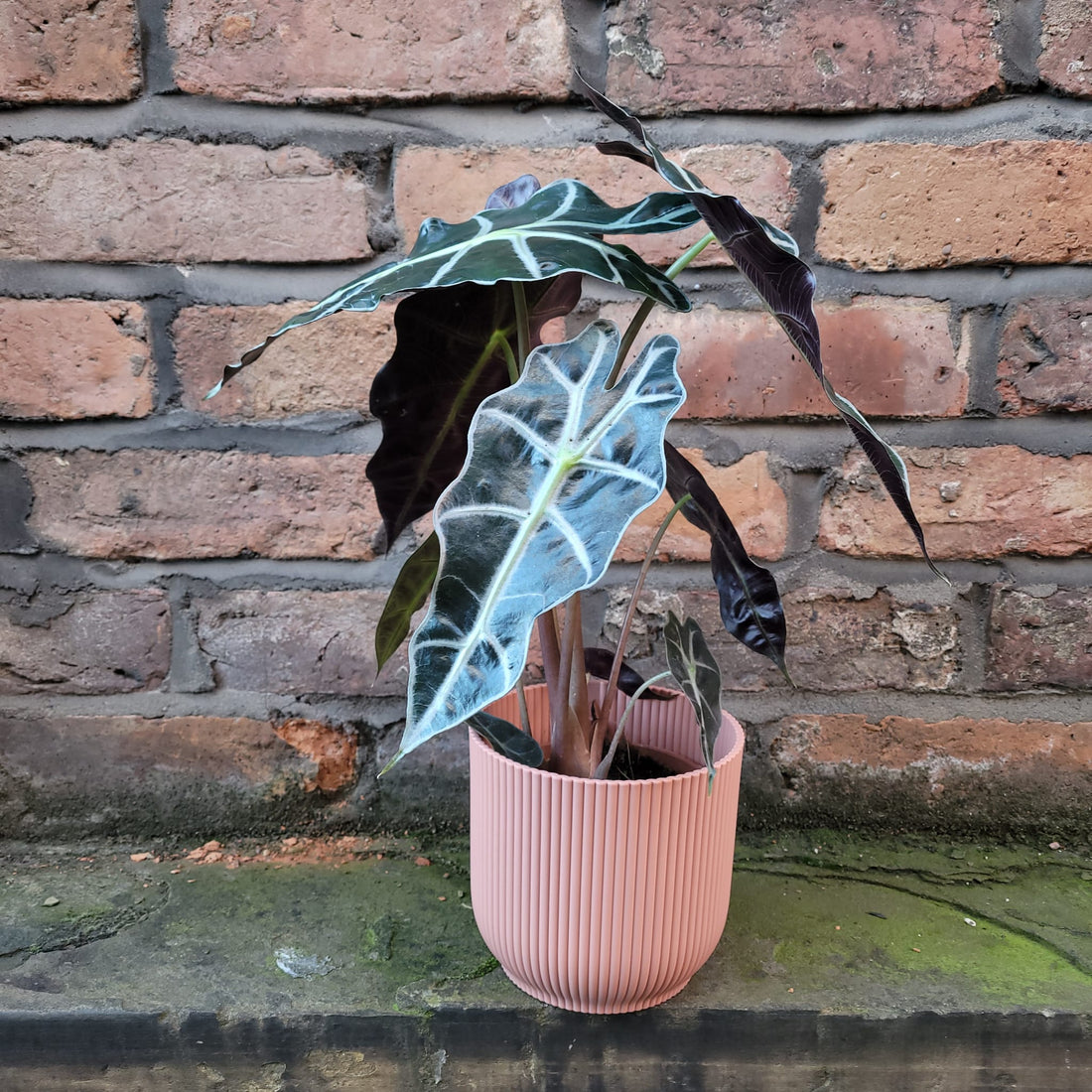 Alocasia Polly
