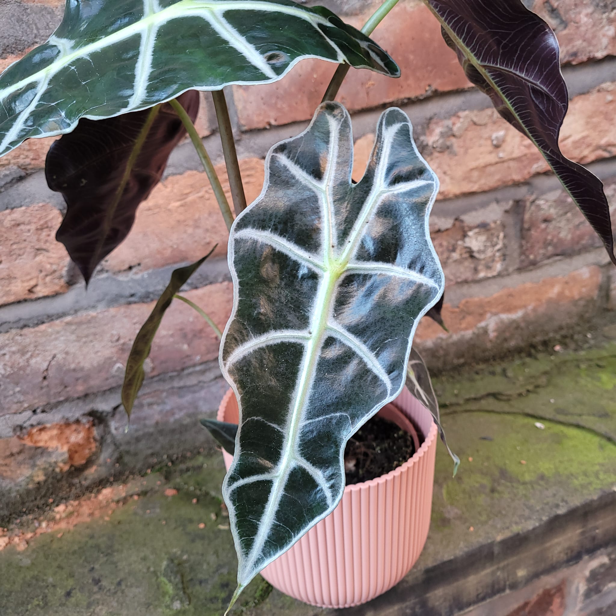 Alocasia Polly