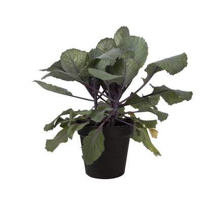Green Basic Grow Pot - Various Sizes