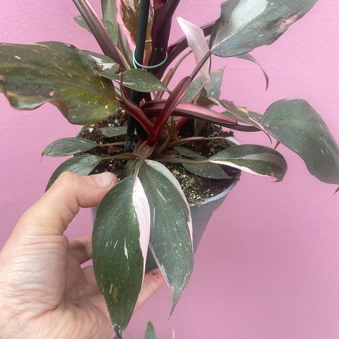 Philodendron Pink Princess