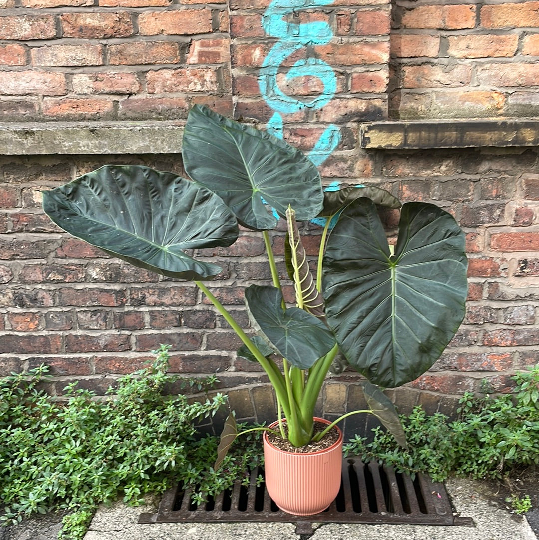 Alocasia Regal Shields