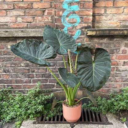 Alocasia Regal Shields