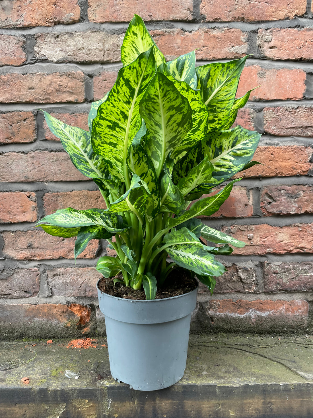 Dieffenbachia Sublime