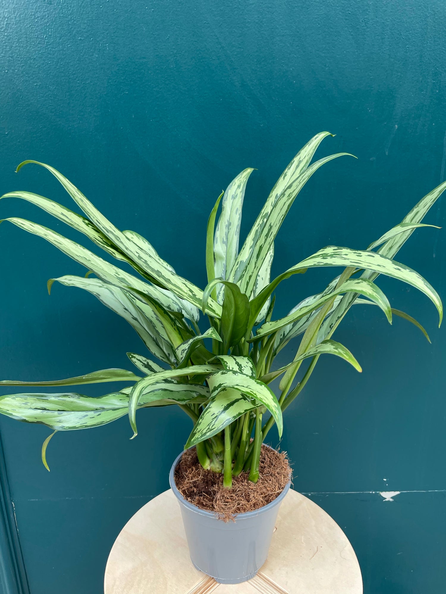 Aglaonema Maria