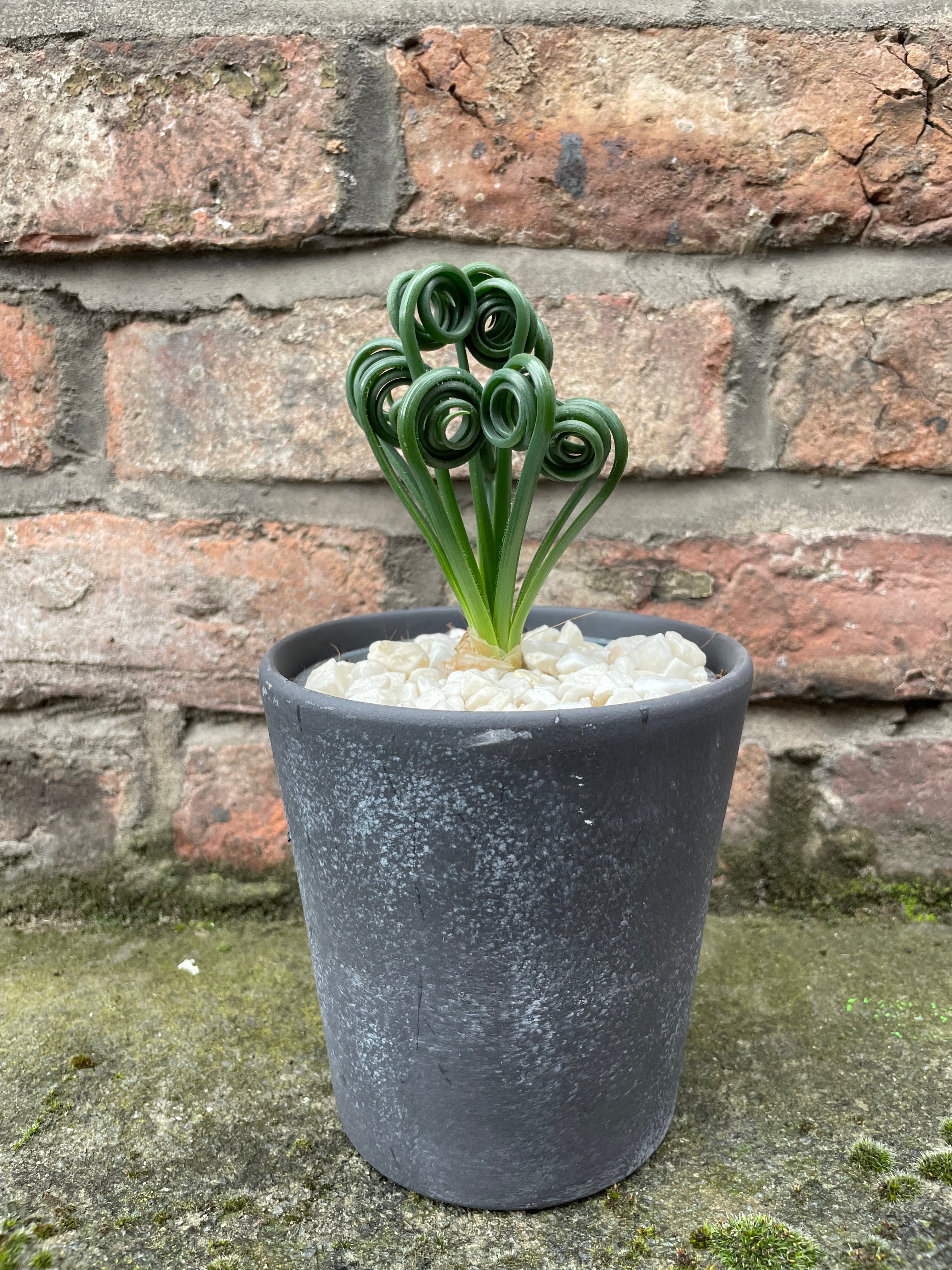 Albuca spiralis Frizzle Sizzle