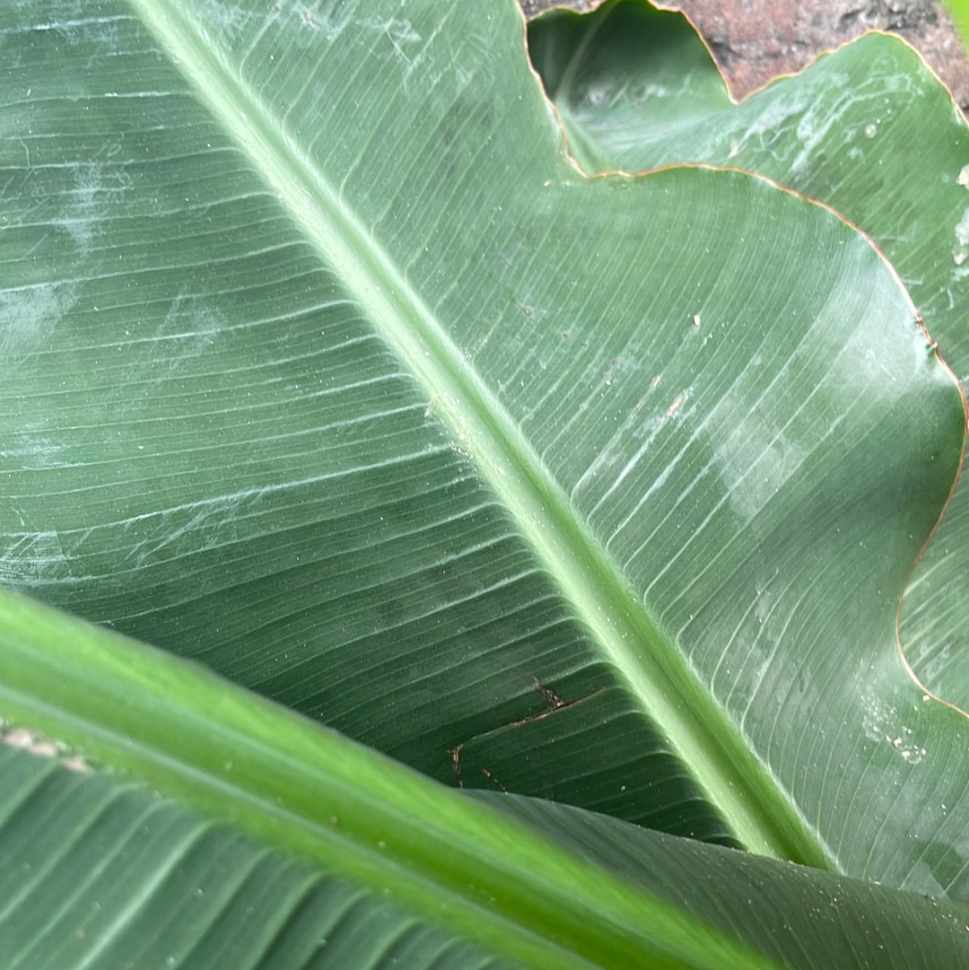 Musa Tropicana