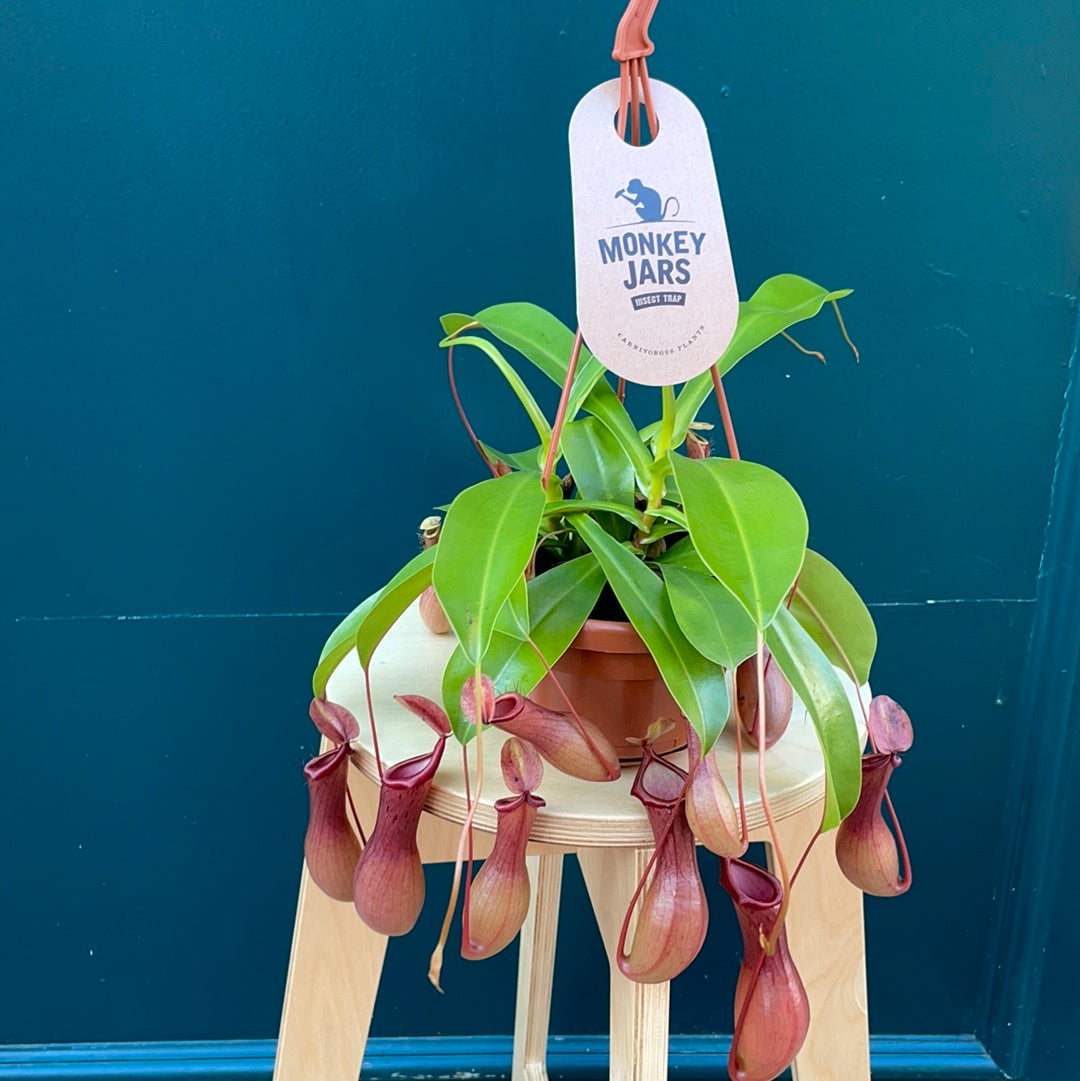 Nepenthes Monkey Jar