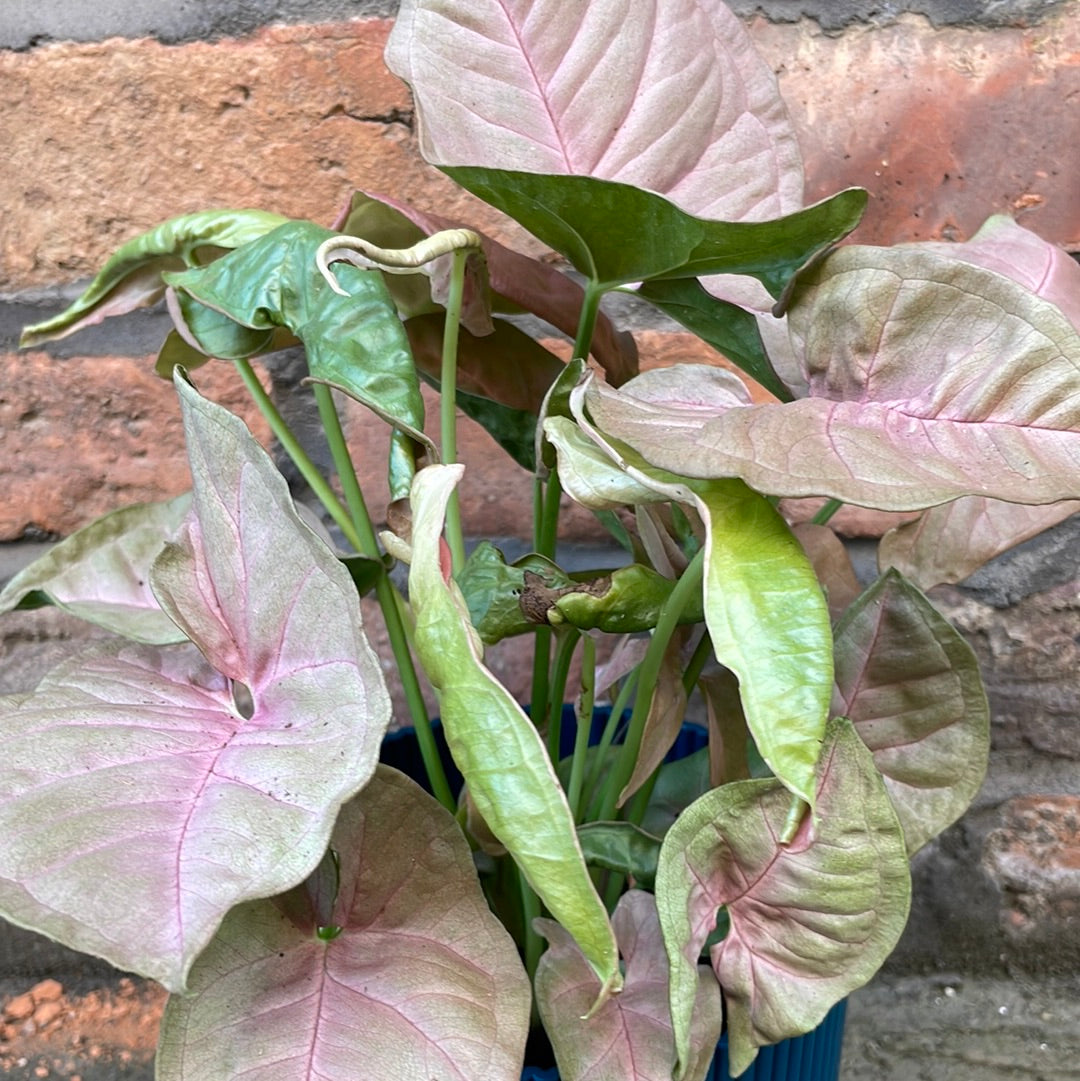 Syngonium Red Heart
