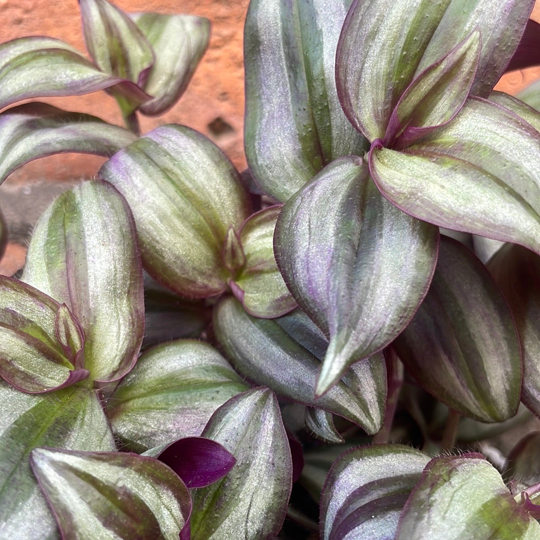 Tradescantia Zebra