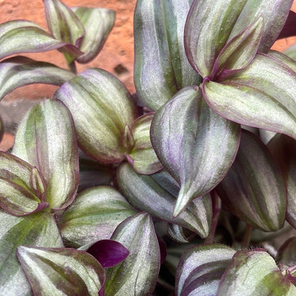 Tradescantia Zebra