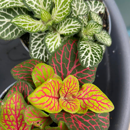 Fittonia Mini