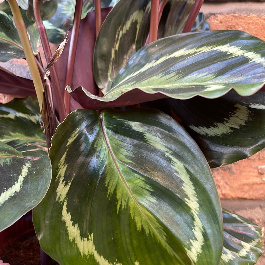Calathea Medallion