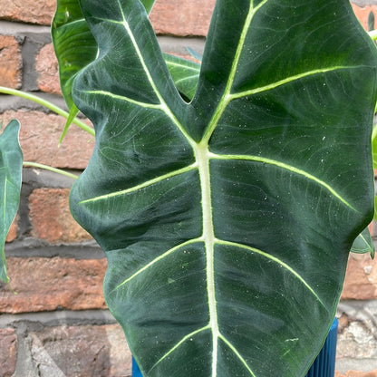 Alocasia Frydek