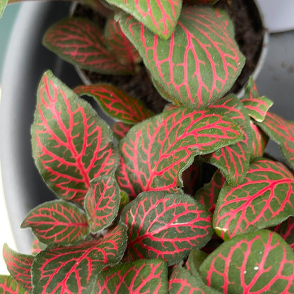 Fittonia Mini