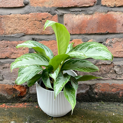 Aglaonema Silver Bay