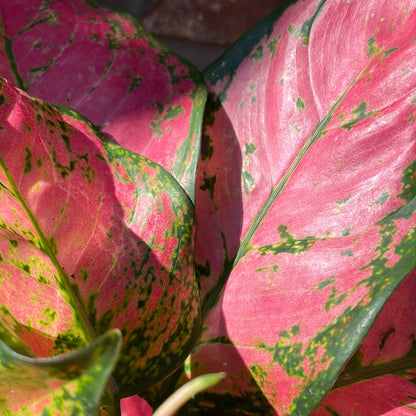 Aglaonema Pink