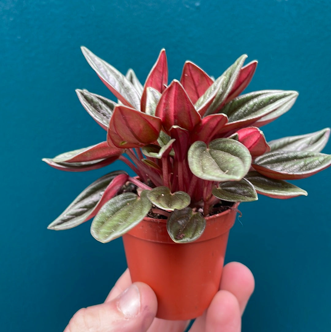 Peperomia Rosso