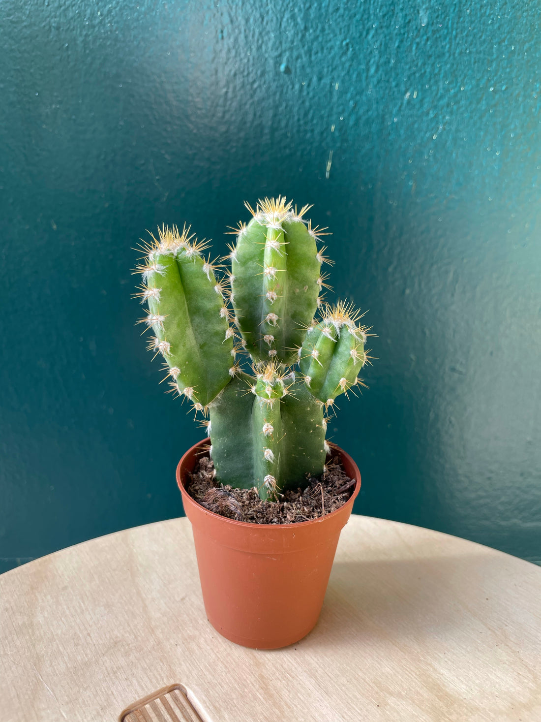 Cereus peruv Florida