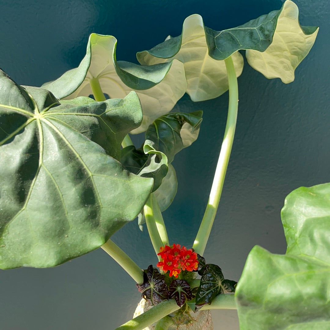 Jatropha Podagrica