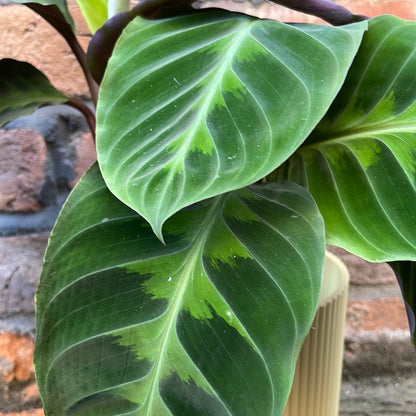 Calathea Warscewiczii