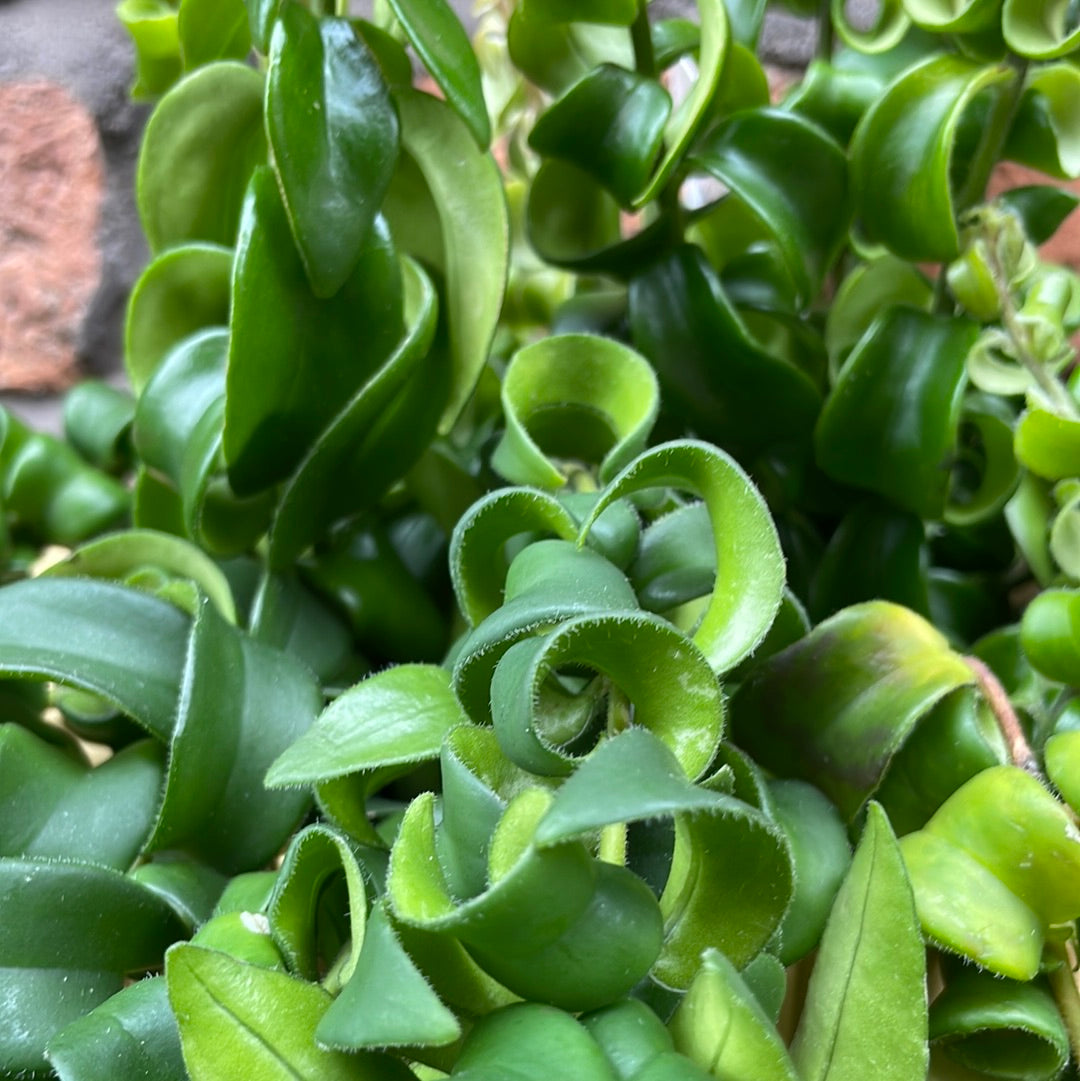 Aeschynanthus Rasta