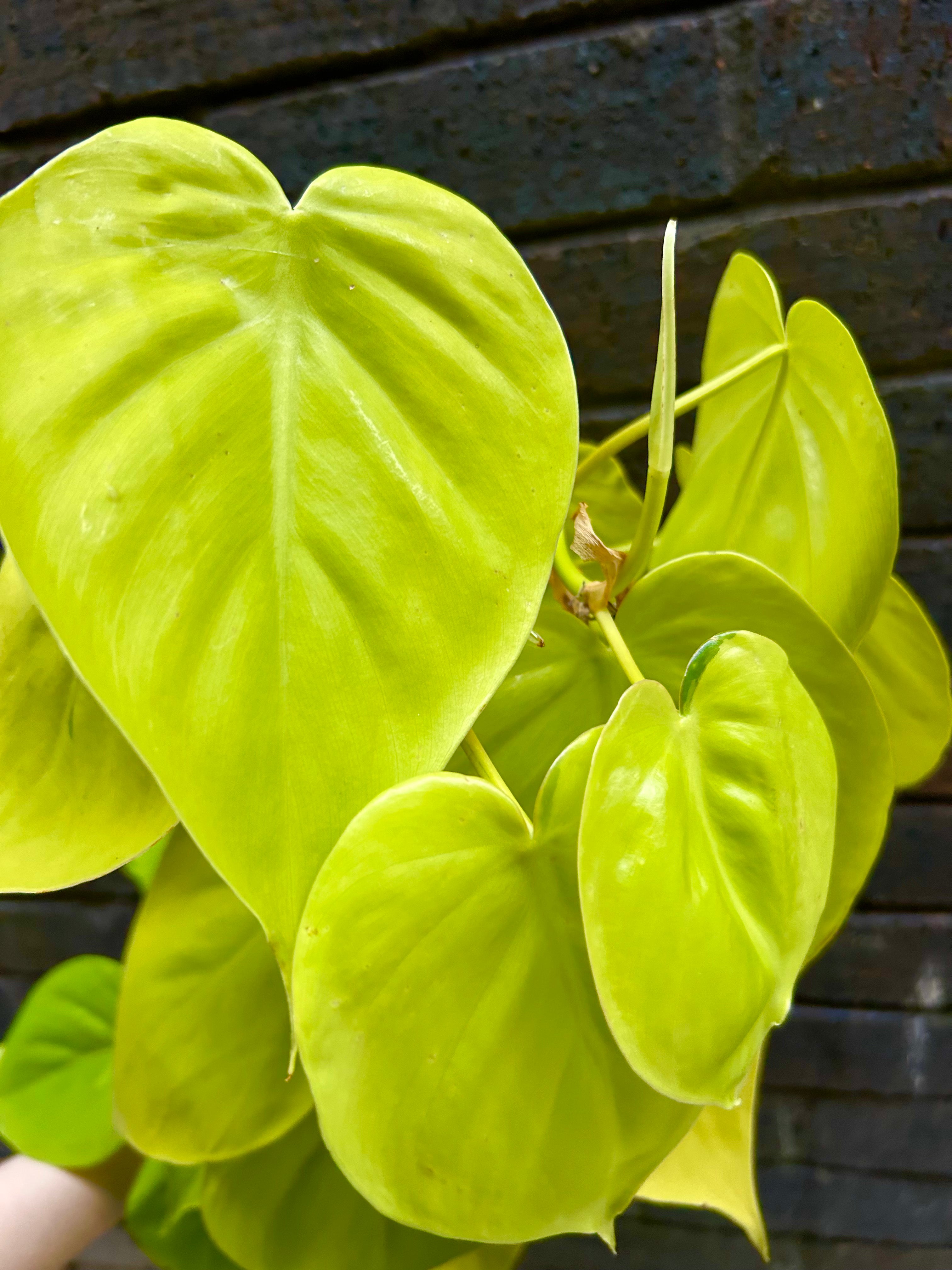 Philodendron Scandens &