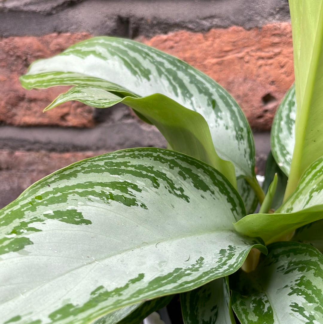Aglaonema Silver Bay