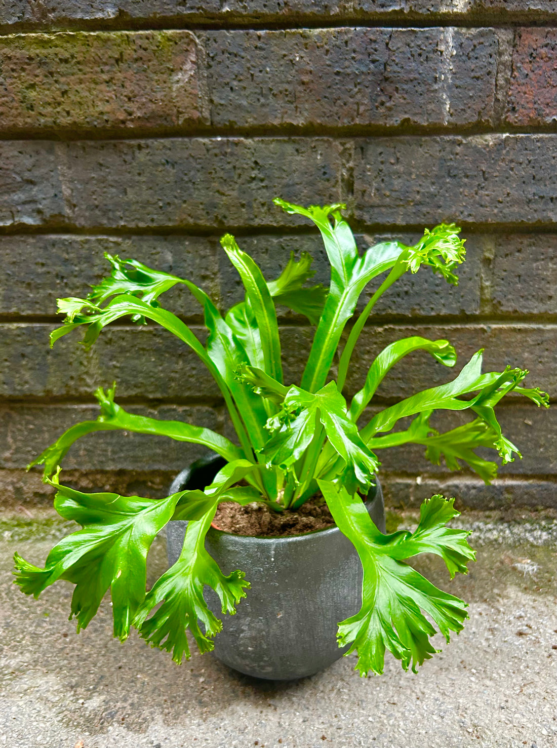 Asplenium Nidus Crissie