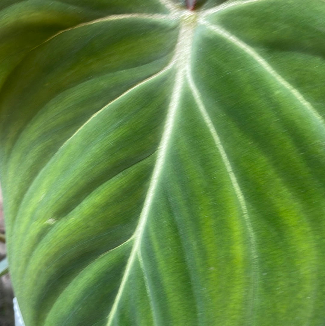 Philodendron Gloriosum