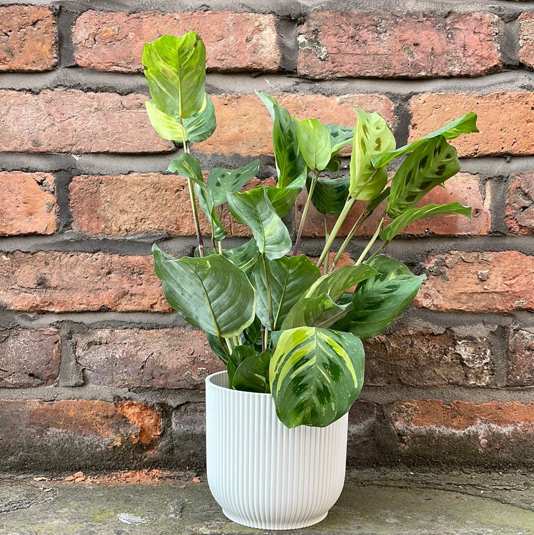 Maranta Lucky Dip