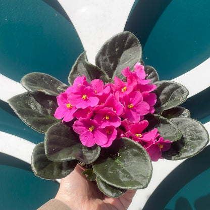 African Violets