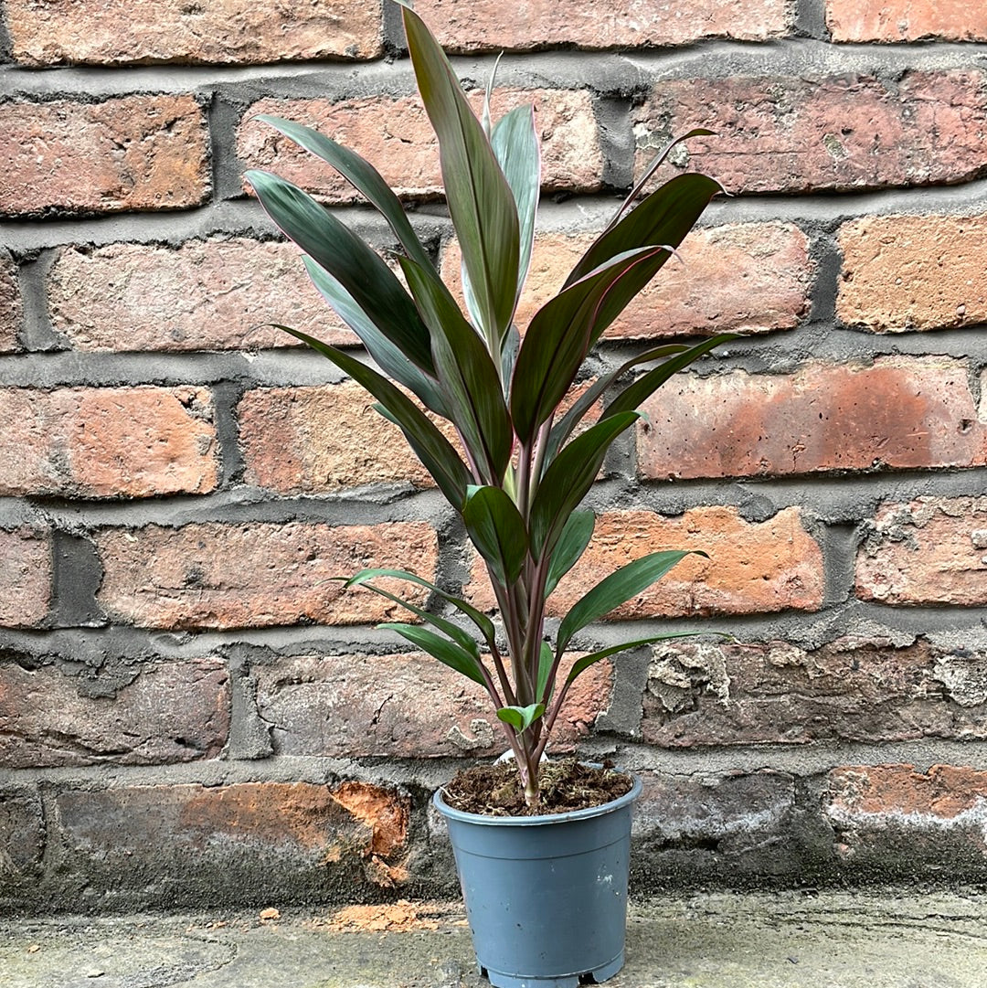 Cordyline Rumba