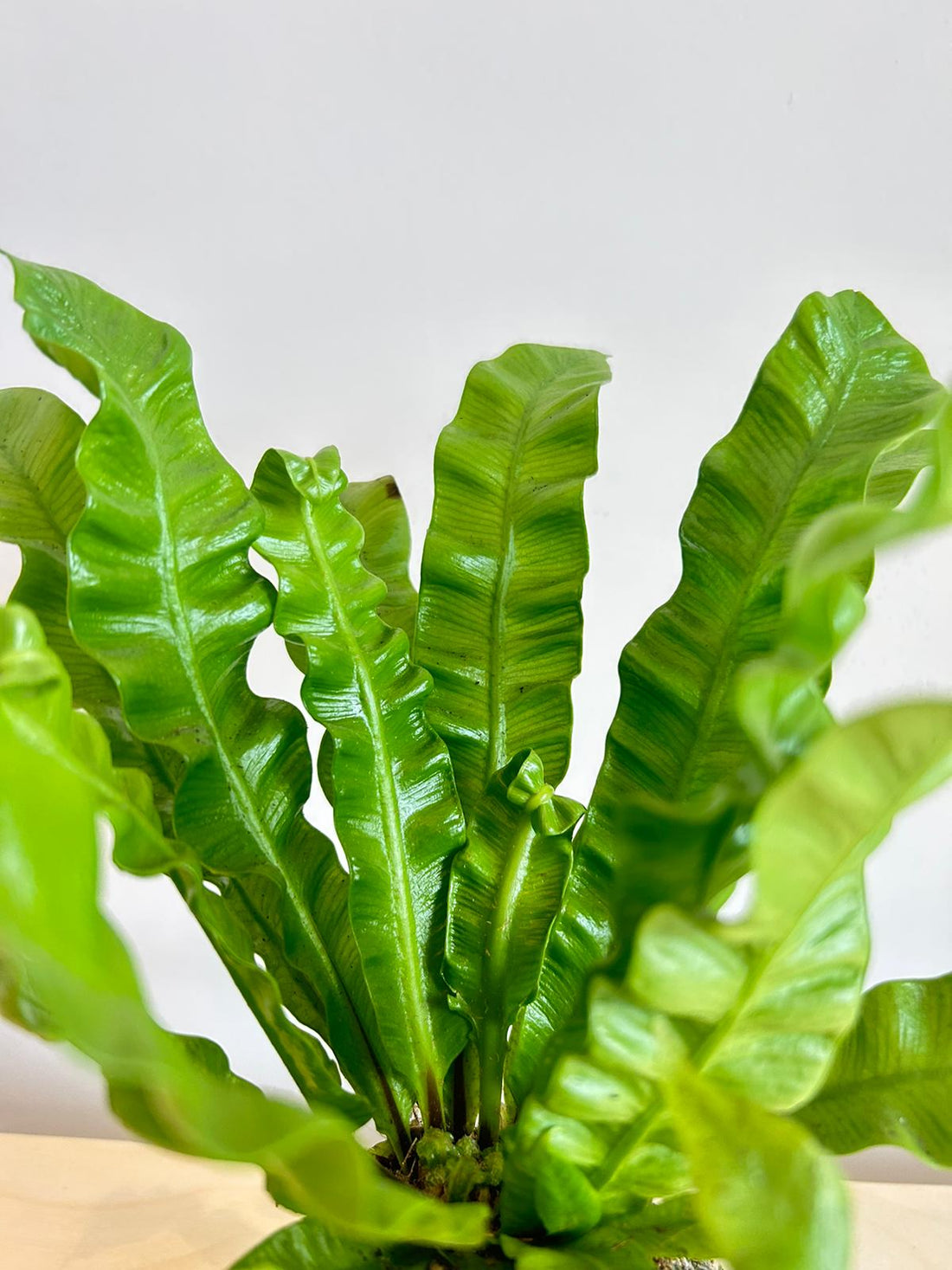 Birds Nest Fern Kokedama