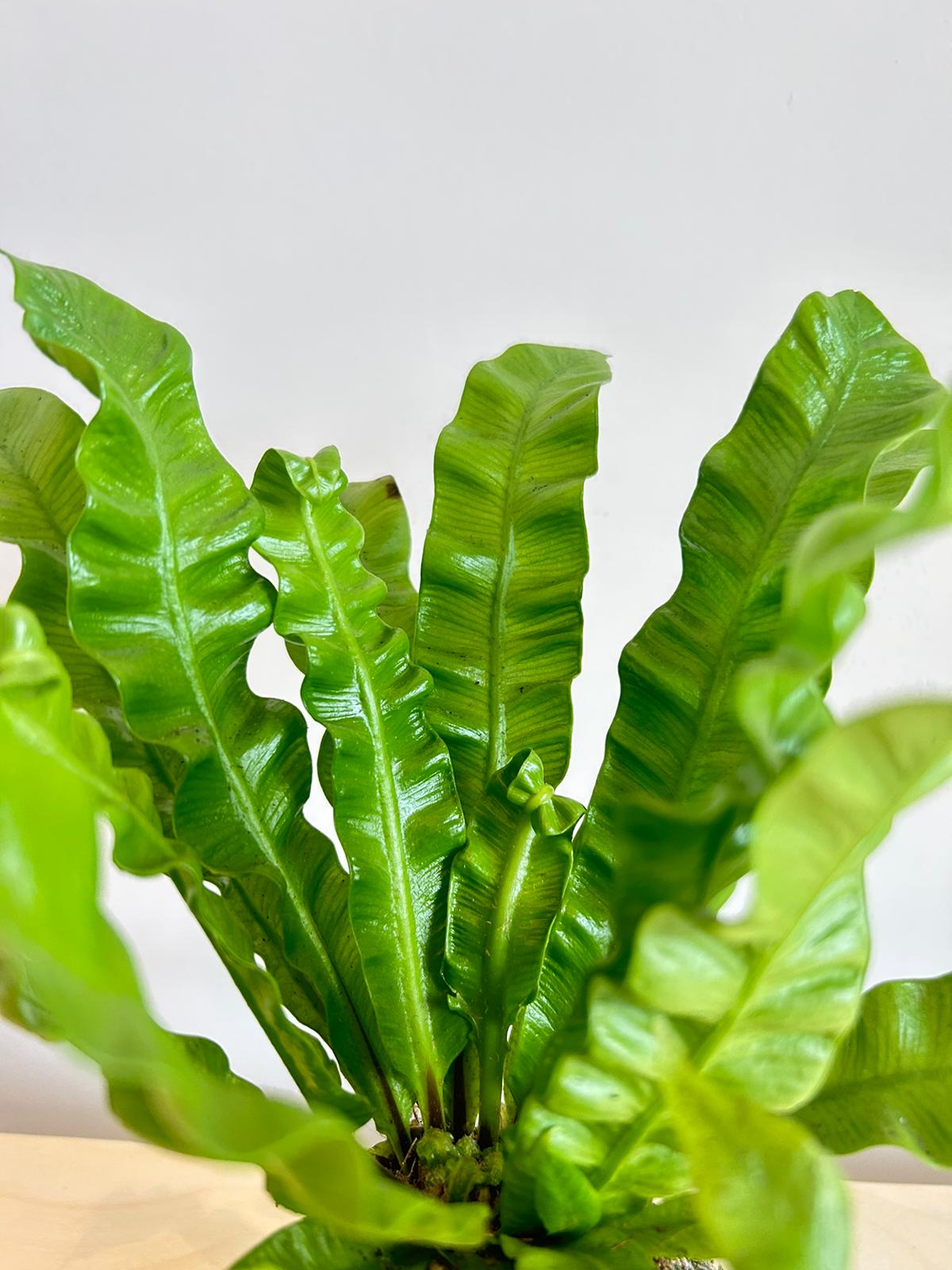 Bird nest Fern Kokedama
