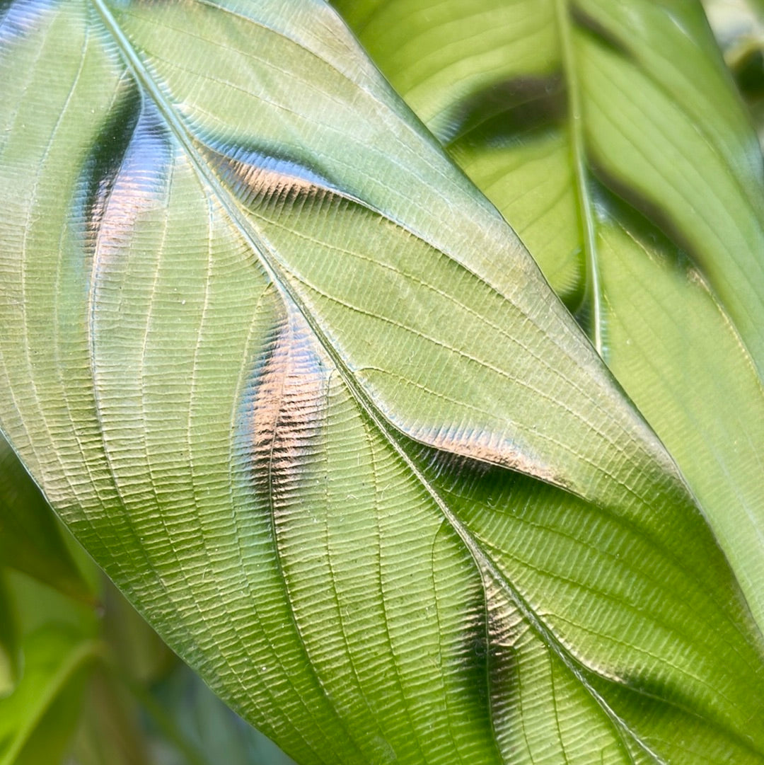 Calathea Leopardina