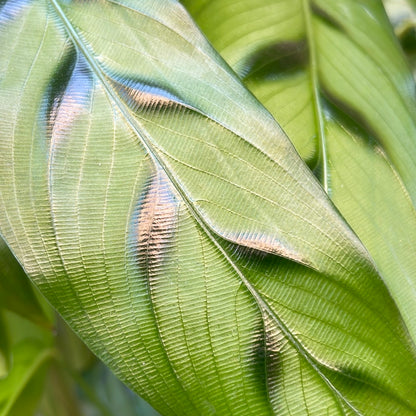 Calathea Leopardina