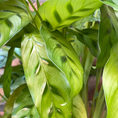 Calathea Leopardina