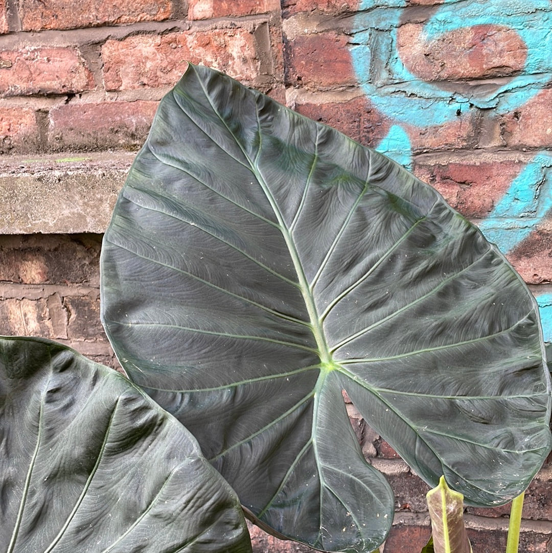 Alocasia Regal Shields