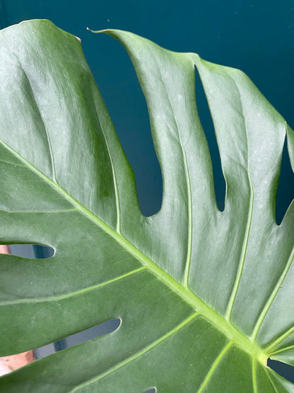 Monstera Deliciosa XL Leaves (Collection Only)