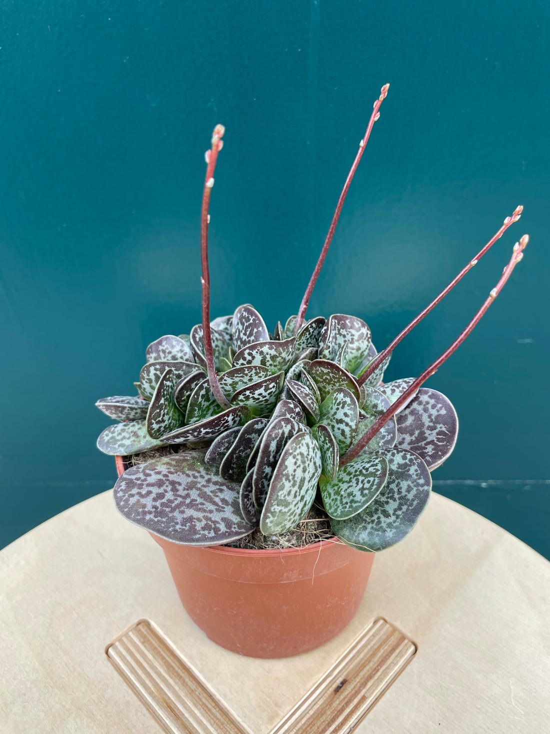 Adromischus Trigynus