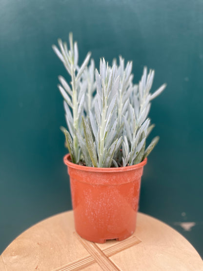 Curio Senecio Mount Everest