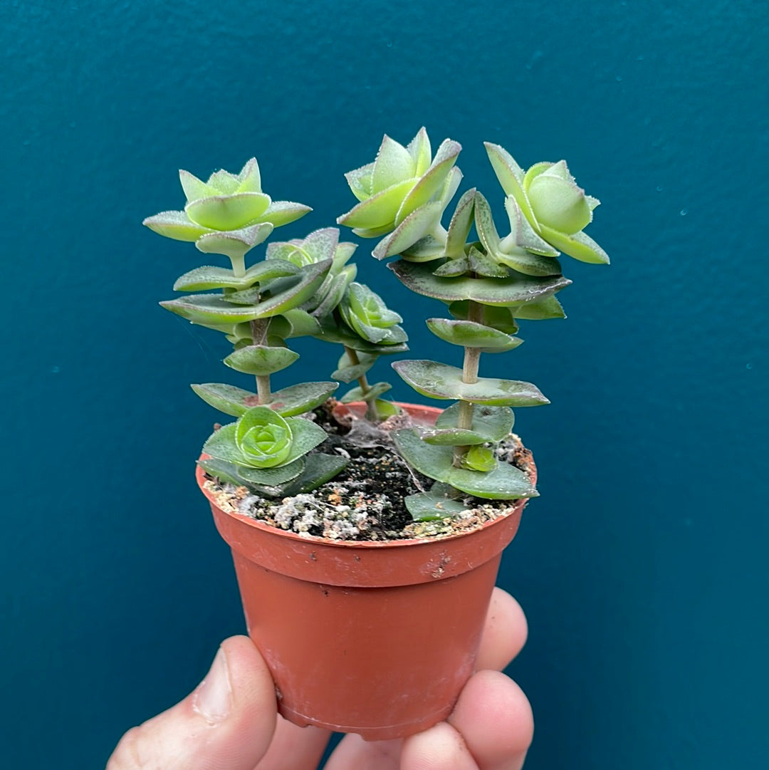 Crassula Perforata