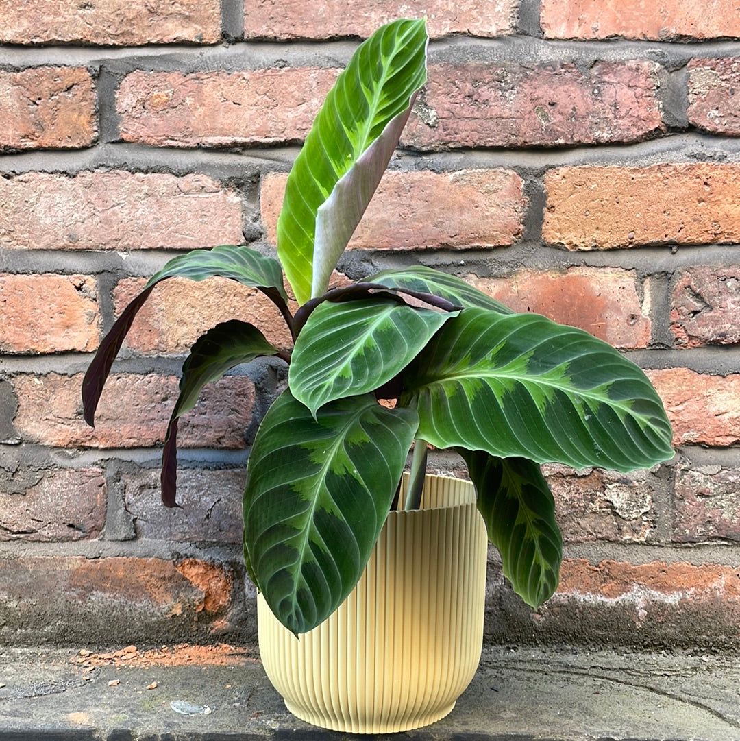 Calathea Warscewiczii