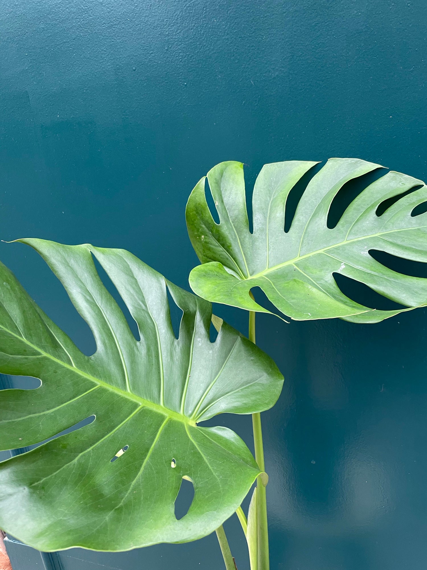 Monstera Deliciosa XL Leaves (Collection Only)