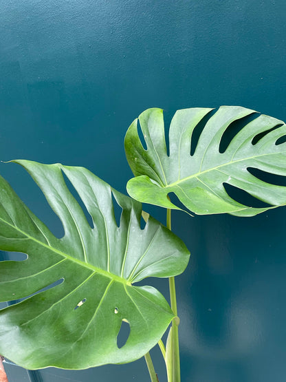 Monstera Deliciosa XL Leaves (Collection Only)