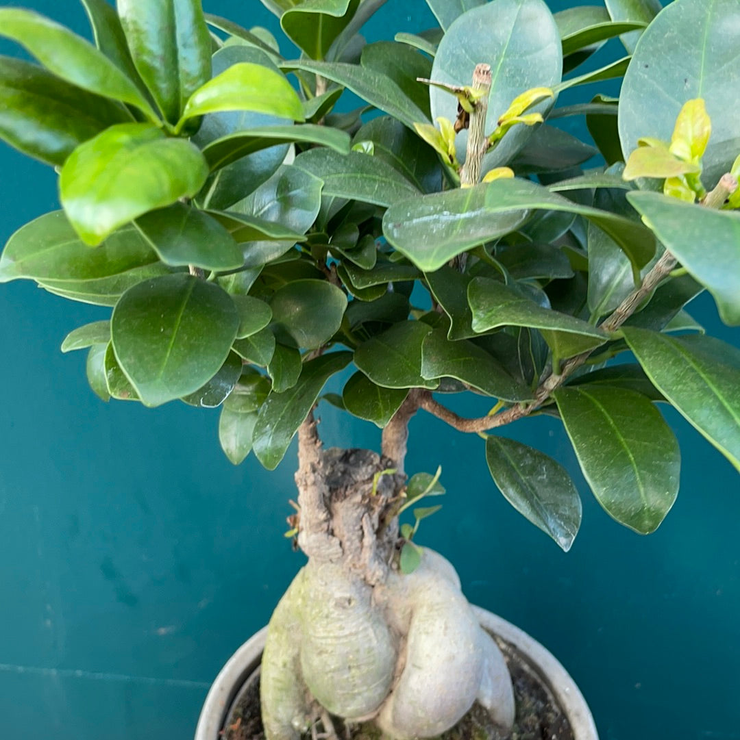 Ficus Ginseng in Pot