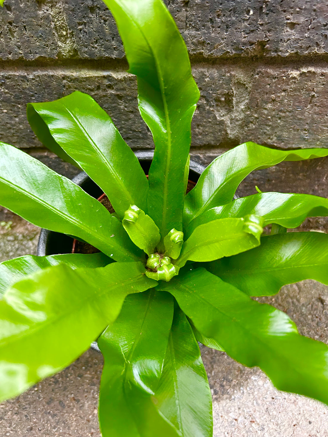 Asplenium Antuquum